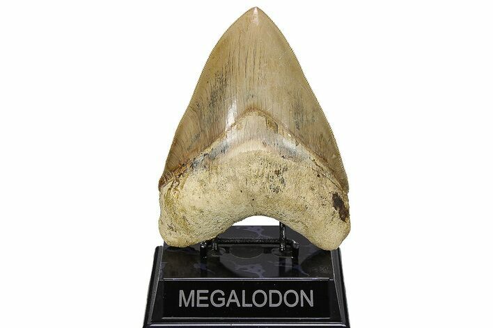 Serrated, Fossil Megalodon Tooth - Indonesia #279198